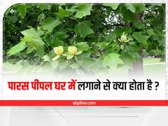 Pitru Paksha 2022: पितृ पक्ष में 'पारस पीपल' का क्या है महत्व, इसे लगाने से दूर होती हैं ये परेशानियां