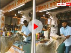 लंपी वायरस से पीड़ित गाय दवा लेने पहुंची मेडिकल स्टोर, वीडियो वायरल