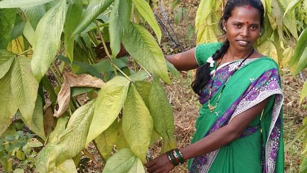 Chhattisgarh News: छत्तीसगढ़ के आदिवासी बाहुल्य क्षेत्र बस्तर (Bastar) में आदिवासी ग्रामीणों के मुख्य आय का स्त्रोत यहां मिलने वाली वनोपज है. यहां के वनोपज को तोड़ और इकट्ठा कर शासन को बेचकर इससे होने वाले आय से ही बस्तर के वनवासी क्षेत्रों में रहने वाले अधिकतर ग्रामीणों के जीवन का गुजारा होता है. वहीं कोरोना काल की वजह से पिछले तीन सालों से देखा जा रहा है कि बस्तर में बहुतायत में पाए जाने वाली लाख उत्पादन को लेकर ग्रामीण ज्यादा रुचि नहीं ले रहें हैं.
