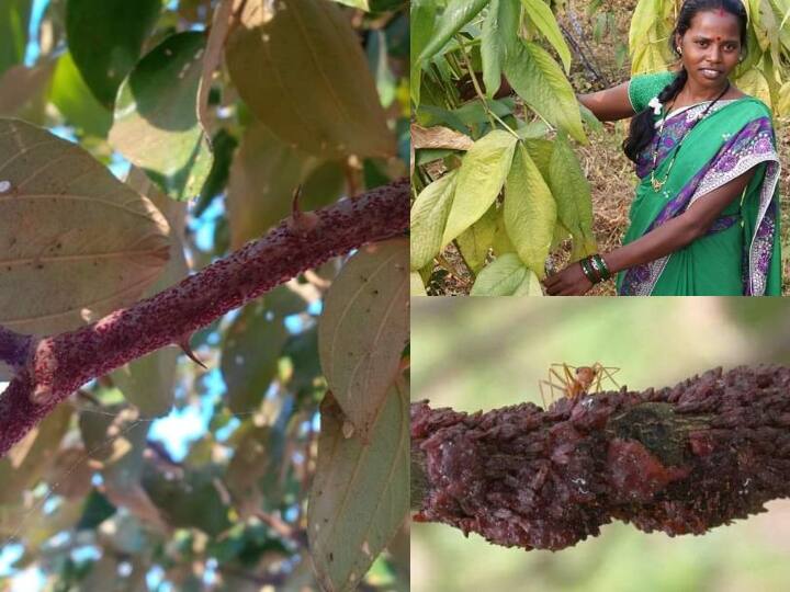 बस्तर में लाख उत्पादन को बढ़ावा देने के लिए झारखंड के रांची से आए वैज्ञानिकों ने एक बार फिर से बस्तर के ग्रामीणों को लाख उत्पादन के लिए प्रशिक्षित करना शुरू कर दिया है.