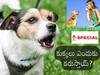 Dog Attacks: కుక్కలు ఎందుకంత అగ్రెసివ్‌గా మారిపోతాయి? డాగ్ సైకాలజీ ఏం చెబుతోంది?