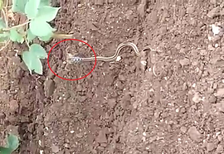 Viral video A snake with black and white stripes and horns on its head was spotted in Surendranagar Viral : બ્લેક એન્ડ વ્હાઇટ પટ્ટા અને માથામાં શિંગડાવાળો સાપ સુરેન્દ્રનગરમાં જોવા મળ્યો? લોકોમાં સર્જાયું કૂતુહલ