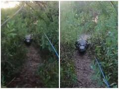 फिशिंग के दौरान गुस्सैल मगरमच्छ से हुआ सामना, शख्स ने भागकर बचाई जान