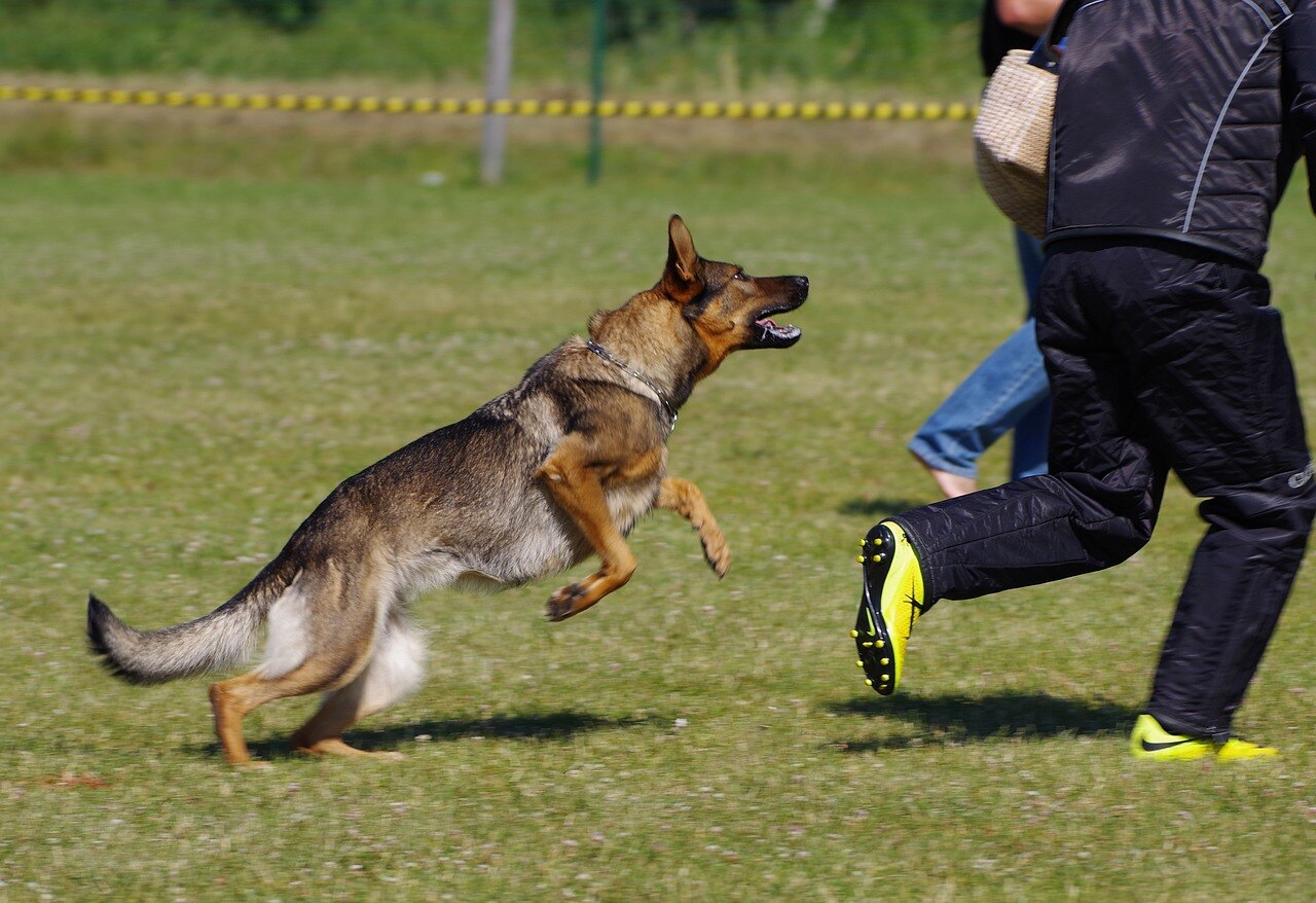 Dog Attacks: కుక్కలు ఎందుకంత అగ్రెసివ్‌గా మారిపోతాయి? డాగ్ సైకాలజీ ఏం చెబుతోంది?