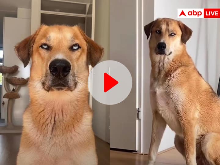 Pet dog rolling eyes hilarious moments posted on Instagram Viral Video On Social media Funny Video: कुत्ते को आंखें घुमाते देख हंस पड़ेंगे आप, देखिए ये मजेदार वीडियो