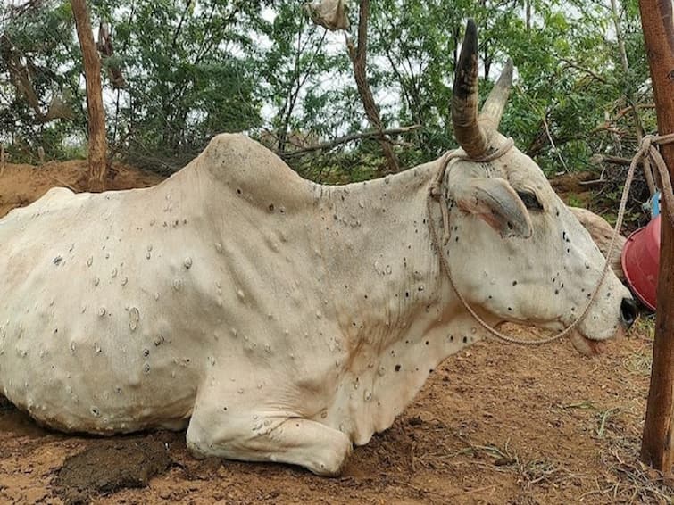 maharashtra News Aurangabad News Lumpy infection in animals even after vaccination new crisis in front of farmers चिंताजनक! लसीकरणानंतरही जनावरांना लम्पीची लागण; शेतकऱ्यांसमोर नवं संकट