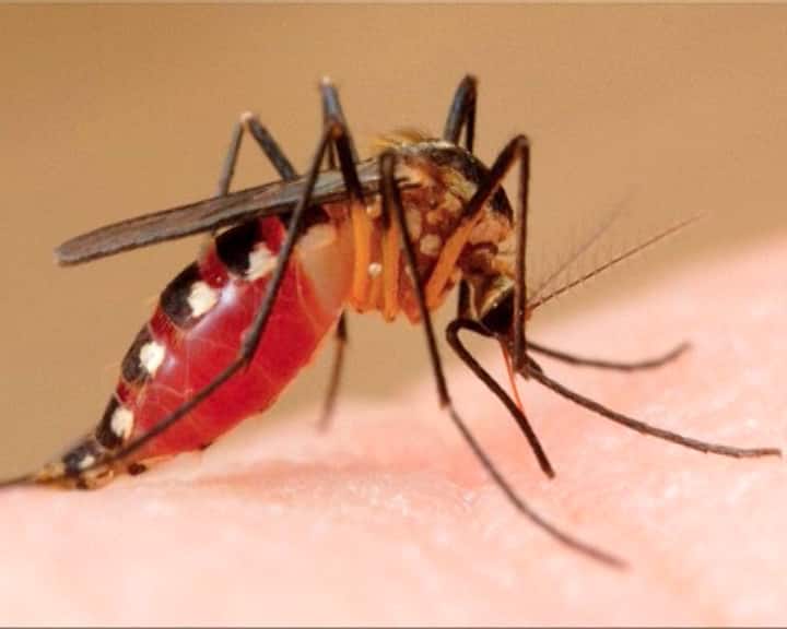 platelet count decreases in dengue know full details marathi news Dengue Fever : डेंग्यूमध्ये पांढऱ्या पेशी का कमी होतात? यासाठी 'हे' उपाय करा