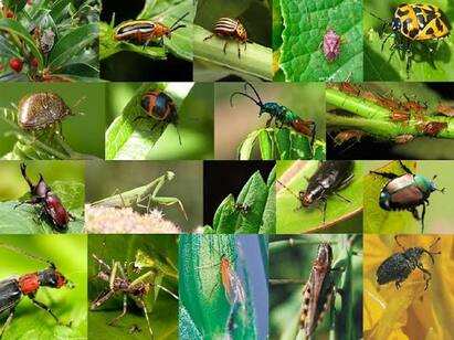 Insects helpful and beneficial for agricultural land நன்மை செய்யும் பூச்சிகளின் சரணாலயம் வயல்வெளி வேளாண்துறை உயர் அதிகாரியின் அறிவுறுத்தல் என்ன?