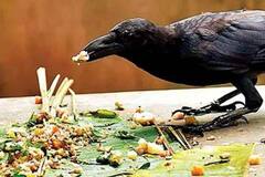 Pitru Paksha 2022: इन पांच तीर्थ स्थलों पर करें पूर्वजों का श्राद्ध, पितरों की आत्मा को मिलेगी शांति