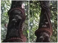 पेड़ पर चढ़ना सांप के लिए बच्चों का खेल, वीडियो देख हैरत में पड़ जाएंगे आप