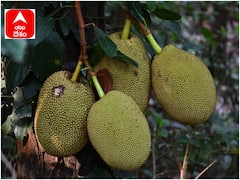 Jack Fruit: జాక్ అంటే ఎవరు? పనసపండు పేరు వెనుక ఇంత చరిత్ర ఉందా