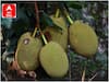 Jack Fruit: జాక్ అంటే ఎవరు? పనసపండు పేరు వెనుక ఇంత చరిత్ర ఉందా