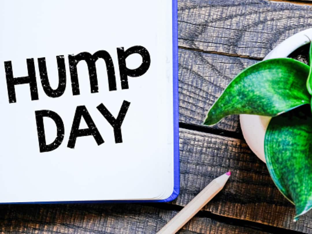Why Wednesday Is Hump Day? బుధవారానికి ఒంటెకు ఏం సంబంధం? 1950ల నుంచి ఫాలో అవుతున్న ట్రెడిషన్ ఏంటీ?