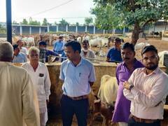 लंपी वायरस से गायों को बचाने के लिए बूंदी कलेक्टर ने बनाया मास्टर प्लान, तेजी से हो रहा वैक्सीनेशन