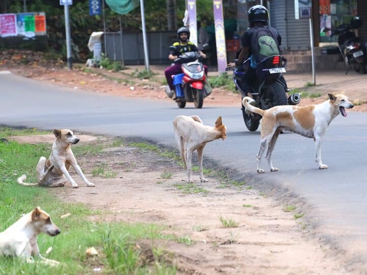 200 rupees fine for feeding Street dog Circular issued by nagpur municipal corporation Marathi News NMC on feeding stray dogs : मोकाट कुत्र्यांना अन्न खाऊ घातल्यास 200 रुपयांचा दंड; मनपाकडून परिपत्रक जारी