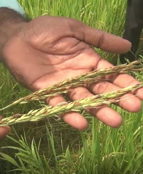 निसर्गाच्या अवकृपेमुळं कोकणातील भातशेती अडचणीत