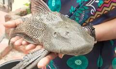 ਹੈਦਰਾਬਾਦ 'ਚ ਹੜ੍ਹ ਦੇ ਪਾਣੀ 'ਚ ਮਿਲੀ 'Devil Fish', ਵੀਡੀਓ ਵੇਖ ਲੋਕ ਹੈਰਾਨ