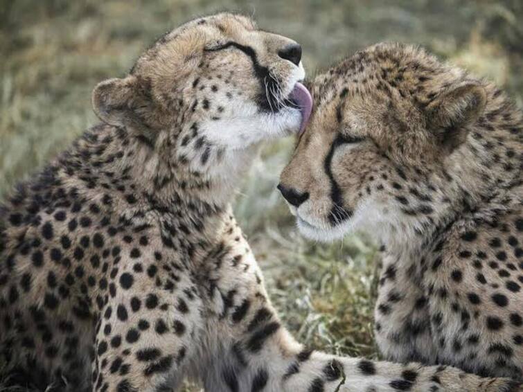 Cheetahs To Travel From Namibia To India will have to spend their entire air transit period empty stomach 20 மணி நேர விமான பயணம்… பட்டினியாக நமீபியாவில் இருந்து இந்தியா வரும் சிறுத்தைகள்… ஏன்?