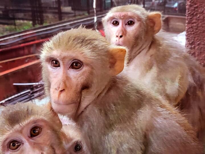 Delhi sell monkeys 4000 Police Arrested three Delhi News: दिल्ली में बंदरों को 4,000 रुपये में बेचने की कोशिश, पुलिस ने किया तीन को गिरफ्तार