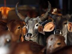 Haryana: हरियाणा की इस ग्राम पंचायत में गोहत्या करने वालों बहिष्कार का एलान, जुर्माना लगाने की भी चेतावनी