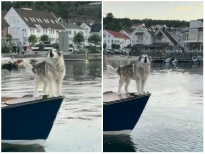 Dog standing on boat in Titanic pose made sound of the horn in Shocking Viral Video Video: 'टाइटैनिक पोज़' में नाव पर खड़ा दिखा डॉग, हॉर्न की आवाज निकाल सभी को चौंकाया