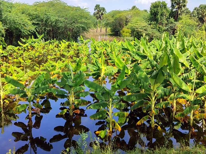 சிவகங்கை : மறுகால் பாயும் மேல நெட்டூர் கண்மாய்....தண்ணீர் பெருகியதால் விவசாயங்கள் பாதிப்பு