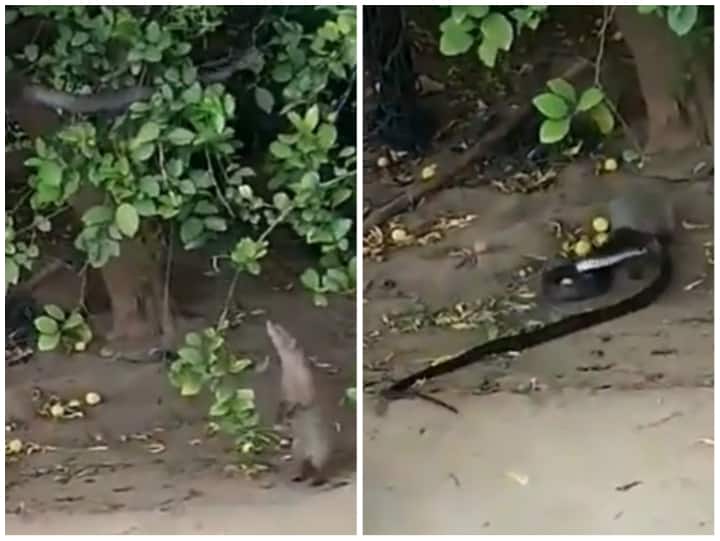 Mongoose hunted the snake hidden on the branch of the tree In Viral Video Video: नेवले ने फिर साबित किया 'मैं हूं सांप से बड़ा शिकारी', पेड़ पर छुपे सांप को खींच निकाला