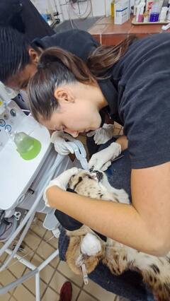 MP News: 17 सितंबर को कूनो नेशनल पार्क में चीतों के पिंजरे का लीवर घुमाएंगे PM मोदी, जानिए कैसी है तैयारियां