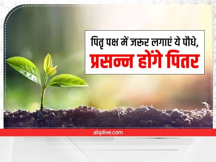 Pitru Paksha Plant: पितृपक्ष में पेड़-पौधों का खास महत्व होता है. पुराणों के अनुसार पितृपक्ष में कुछ विशेष पेड़-पौधे लगाने से पितरों का आशीर्वाद मिलता है. इसके साथ ही देवता भी प्रसन्न होते हैं.