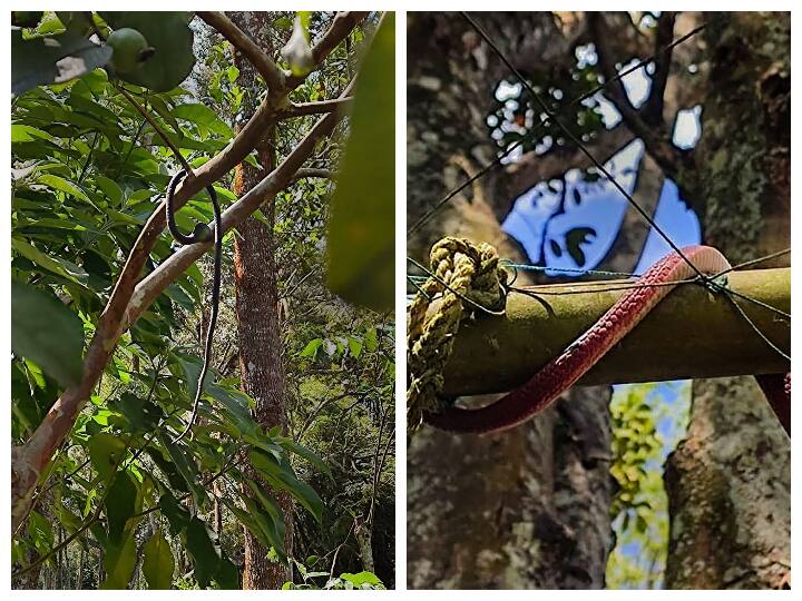 Unique Idea: पुलिस को भी सता रहा है डर, केरल के इडुक्की थाने में ड्यूटी पर तैनात किए गए सांप, जानें क्या है मामला