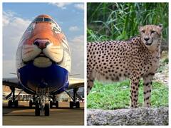 चीते लाने के लिए नामीबिया पहुंचा भारत का टाइगर फेस वाला स्पेशल प्लेन, देखें तस्वीरें