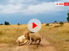 सोती हुई शेरनी को छेड़ना शेर को पड़ा भारी, जंगल के राजा को याद दिला दी नानी 