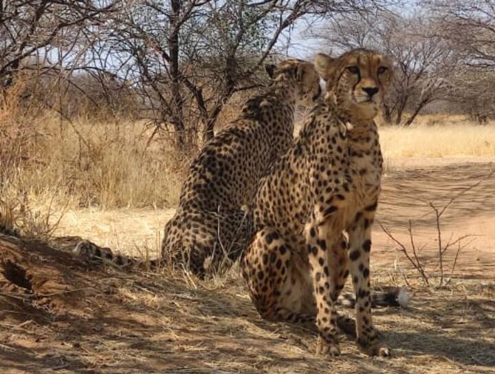 PM Narendra Modi Birthday Eight Cheetahs be brought from Namibia India Project Head SP Yadav Said Specialization ANN Project Cheetah: नामीबिया से भारत कैसे आएगा चीता?  जानें 'शाशा' की पूरी कहानी