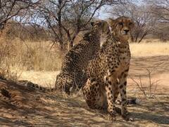 नामीबिया से भारत कैसे आएगा चीता?  जानें 'शाशा' की पूरी कहानी