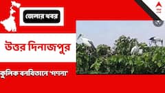 সাইবেরিয়া থেকে কজন 'বিদেশি অতিথি'? গণনা শুরু রায়গঞ্জের কুলিক বনবিতানে