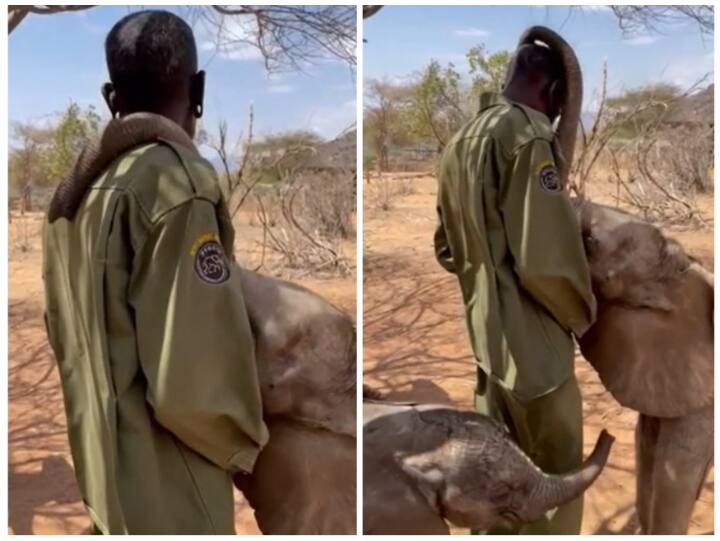Elephant baby seen hugging the caretaker with its trunk in adorable viral video Video: केयरटेकर को सूंड से गले लगाते दिखा हाथी का बच्चा, यूजर्स का पिघला दिल