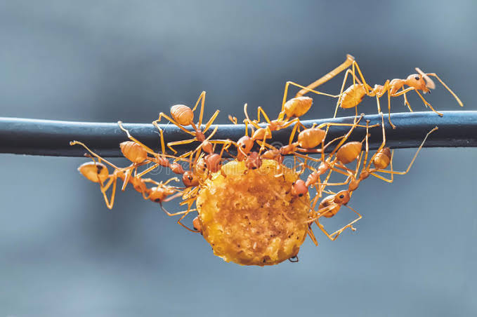 Ants Unity: చీమలు ఒకే లైన్‌లో ఎందుకు నడుస్తాయి? అవి అంత యునిటీగా ఉండటానికి రీజన్ ఏంటి?