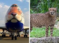 India Cheetah Project: ਚੀਤੇ ਲਿਆਉਣ ਲਈ ਨਾਮੀਬੀਆ ਪਹੁੰਚਿਆ ਭਾਰਤ ਦਾ ਟਾਇਗਰ ਚਿਹਰੇ ਵਾਲਾ ਸਪੈਸ਼ਲ ਜਹਾਜ਼