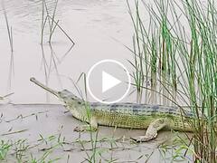 गोपालगंज में नहर में स्नान कर रहे थे युवक तभी सामने दिख गया घड़ियाल, देखिए लोगों ने क्या किया