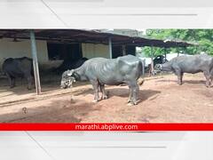 Photo: 'लंपी' रोखण्यासाठी परभणीत जनावरे क्वारंटाईन