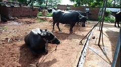 Photo: 'लंपी' रोखण्यासाठी परभणीत जनावरे क्वारंटाईन