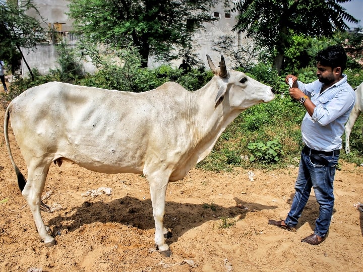 संभलकर रहिए, इस स्टेट के इतने जिलों में अभी भी कहर ढा रहा लंपी वायरस