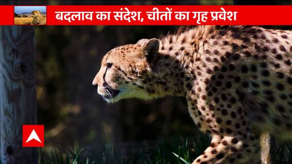 70 साल बाद भारत की जमीन पर फिर से दौड़ने वाला है Cheetah, फिर बढ़ेगी रफ्तार