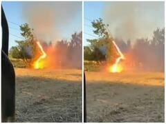 हाईवोल्टेज तार को छूते ही पेड़ में लगी आग, लगातार गिरती दिखी बिजली