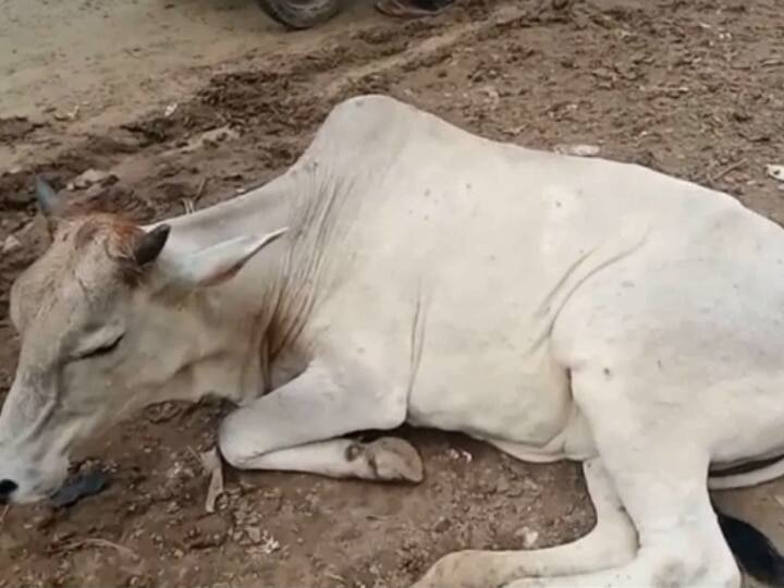Mp Lumpy Virus movement of cattle banned in milk prices increased in state Ujjain ann MP Lumpy Virus: उज्जैन में मवेशियों के आवागमन पर लगी रोक, दूध के दाम बढ़ने की आशंका