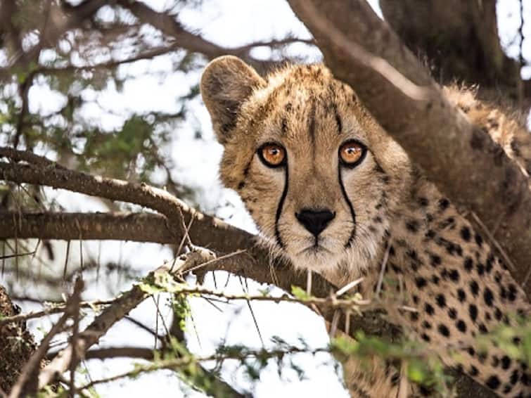Cheetah Reintroduction Project Action Plan All You Need To Know Southern African Cheetahs From Namibia In India Cheetah Reintroduction Project – All You Need To Know