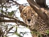 Cheetah Reintroduction Project – All You Need To Know