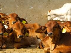 lampi virus Pune: पुण्यात लंपी रोगावरील लस खरेदीसाठी जिल्हा नियोजन समितीकडून 50 लाखाचा निधी मंजूर