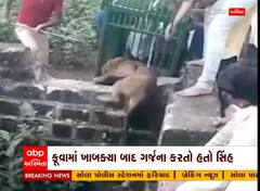 ગીર સોમનાથઃ વનવિભાગે કુવામાંથી કર્યું સિંહનું રેસ્ક્યૂ