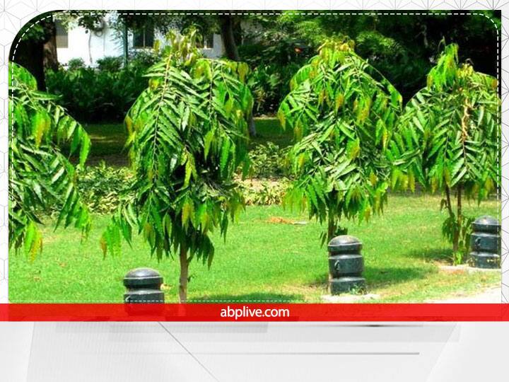 अशोक- इस पेड़ पर भी भगवान विष्णु का वास होता है. पितृपक्ष में अशोक का पेड़ लगाना बहुत शुभ माना जाता है. इस पेड़ को लगाने और इसकी पूजा करने से पितृ देवता संतुष्ट होते हैं.